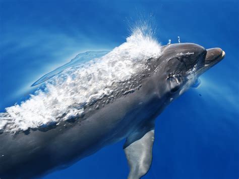 Ocean Ecology Marine Mammal Surveys Marine Mammal Observer