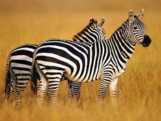 Image result for zebra immage