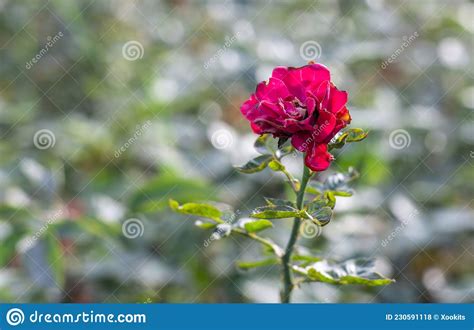 Fully Bloomed Red Rose With Fallen Petals In The Garden With Copy Space