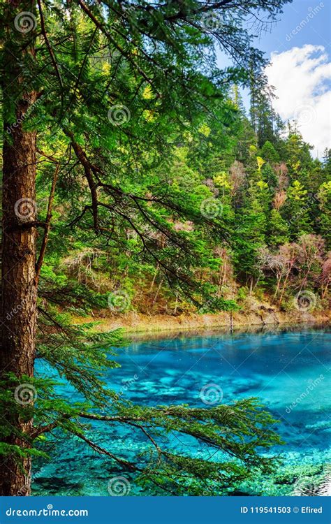 The Five Coloured Pool With Azure Water Among Evergreen Woods Stock