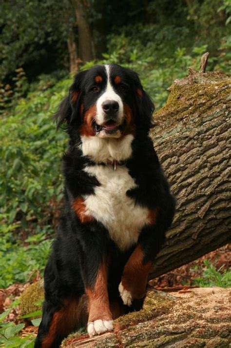 1000 Images About Bernese Mountain Dogs On Pinterest Burmese