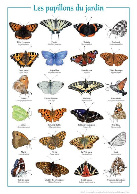 Affiche Les Papillon Du Jardin Lovisa Paysagiste Mâcon