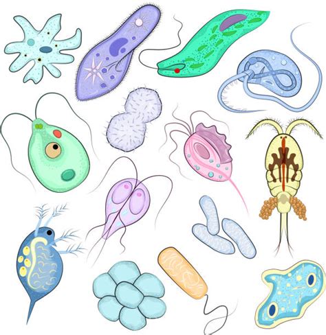 Best Unicellular Organism Illustrations Royalty Free Vector Graphics