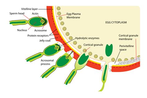 Fileacrosome Reaction Diagramsvg New World Encyclopedia