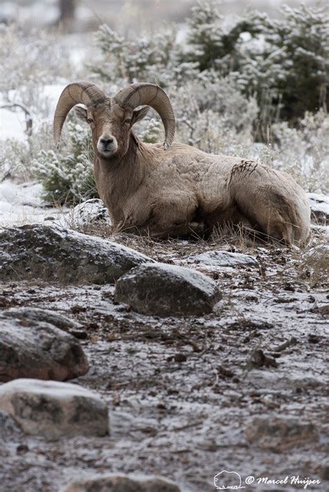 Marcel Huijser Photography Rocky Mountain Wildlife Bighorn Sheep Ram