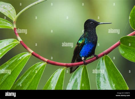 Velvet Purple Coronet Boissonneaua Jardini Male Mashpi Rainforest