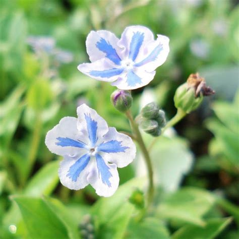Livraison gratuite sur une sélection d'articles dès 25€ d'achats. Omphalodes Cappadocica Starry Eyes - Nombril de Venus à ...