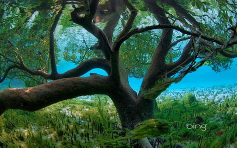 Trees Plants Seychelles Underwater Branches Bing Wallpaper
