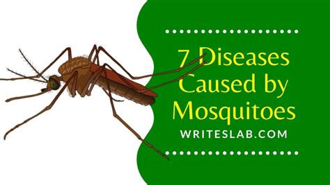 7 Diseases Caused By Mosquitoes The Writeslab