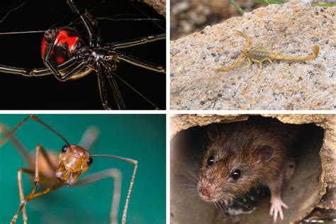Updated on june 5, 2020. 4 Creepy Pests to Watch Out For in Las Vegas - Dr. Death ...