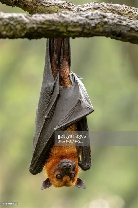 Large Malayan Flying Fox Pteropus Vampyrus Bat Hanging From A Branch