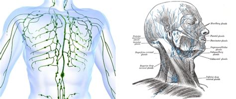 Lymph Therapy Techniques Synergy Healthcare