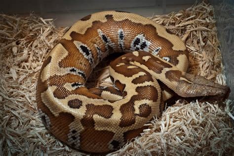 E Midlands Cb 13 Bangka Blood Pythons Python Brongersmai Reptile Forums