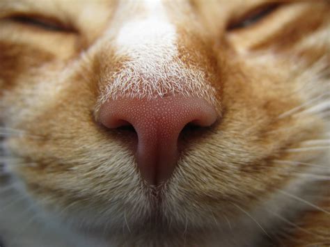 Cat Nose Explore 470 David Miller Flickr
