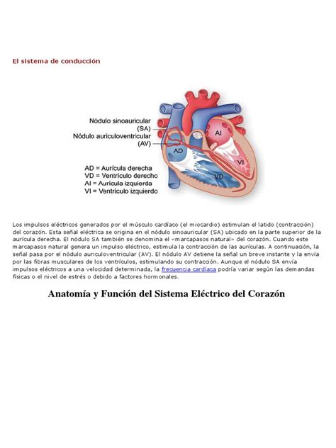 Sistema De Conducción Eléctrica Del Corazón Benzodiazepinas Corazón