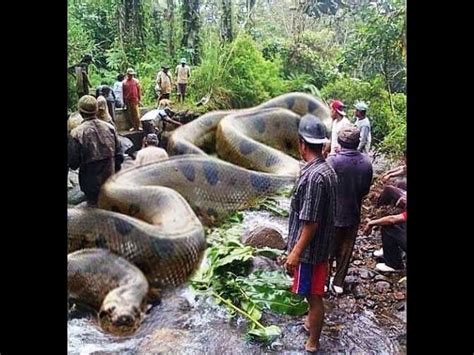 World Biggest Snake Anaconda Found In Americas Amazon River Best Of
