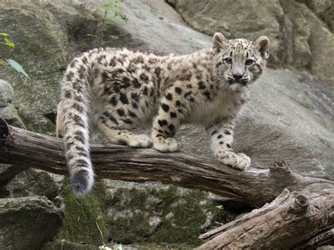Snow Leopard Cub Steps Into Limelight At Bronx Zoo Cbs News