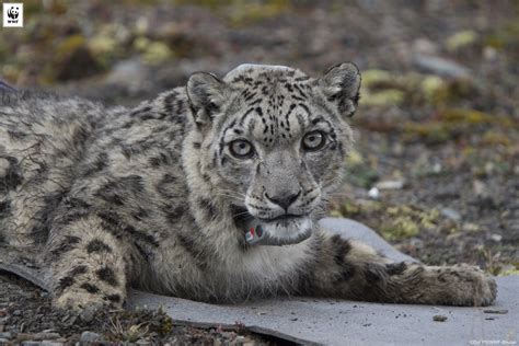 Snow Leopards Collared In Bhutan For The First Time Wwf