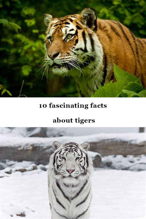 10 Fascinating Facts About Tigers Tiger Facts Animals Wildlife Quotes
