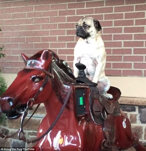 Doug The Pug Rides A Mechanical Horse Outside Grocery Store In Funny