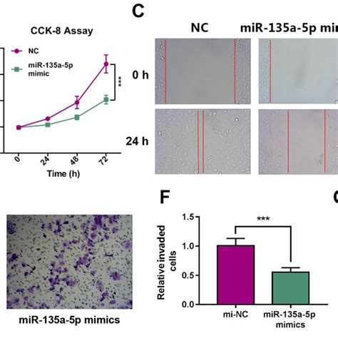 mir 135a 5p inhibits the proliferation migration and invasion of download scientific diagram