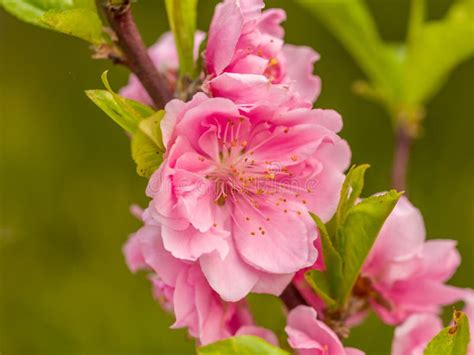 Complex Flap Peach Blossoms In Spring Stock Photo Image Of Outdoor