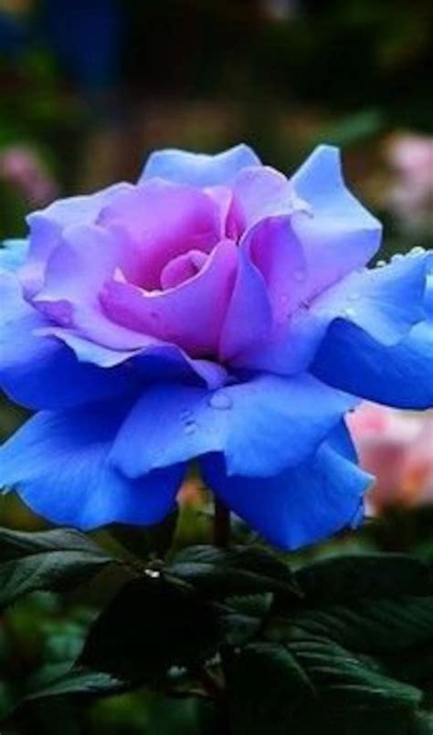 32 Rare Seed Blues Blue Rose Seeds Flower For Planting Bush Etsy