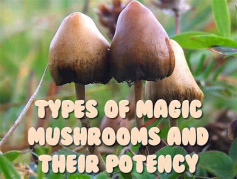 Psychedelic Mushrooms In Georgia All Mushroom Info