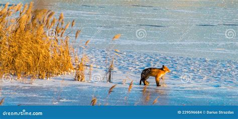 Brown Fox On Frozen Lake Taking Sunbath Reeds And Snow Beautiful Wild