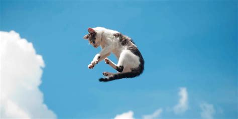 How High Can Cats Jump Average Jumping Height Of Cats