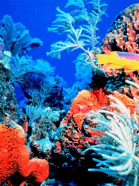47 Coral Reef Wallpapers Widescreen Wallpapersafari