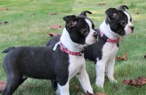 88 Full Grown Mini Boston Terrier L2sanpiero