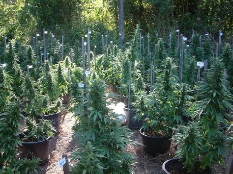 How many plants can a medical patient grow in california? How To Grow Just A Few Cannabis Plants Outside