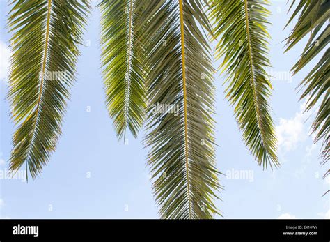 Blue Sky Background Palm Tree Hi Res Stock Photography And Images Alamy