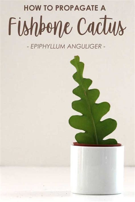 This night blooming cactus grows naturally in the crotch of trees. Fishbone Cactus: How to Grow and Care for an Epiphyllum ...