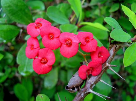How To Grow And Care For A Crown Of Thorns Plant