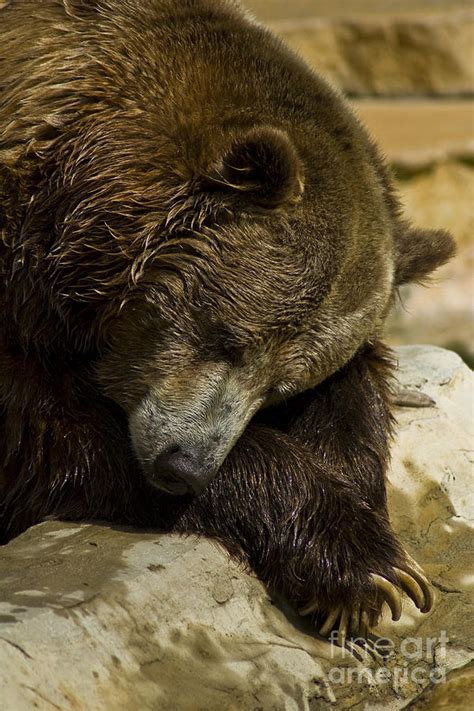 Sleepy Bear Photograph By Margaret Collins Fine Art America