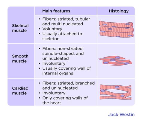 Smooth Muscle Cell Structure