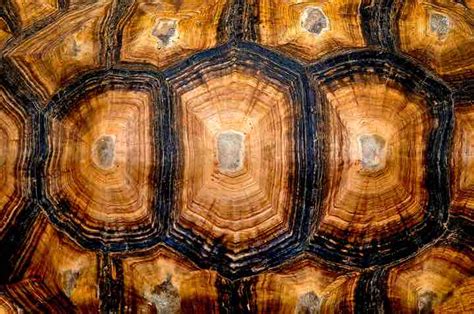 Can A Tortoise Go Inside Its Shell Tommy Grier Torta Nuziale