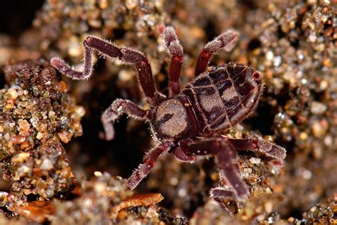 The Forgotten Arachnids Ricinulei Earth Archives