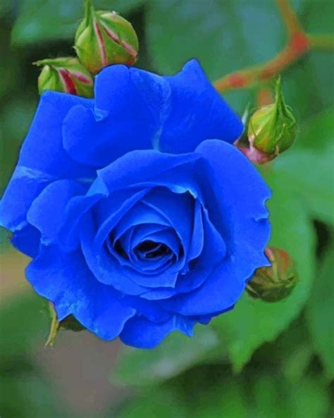 10 Blue Rose Flower Seeds Rose Flower Garden Plants Etsy Australia