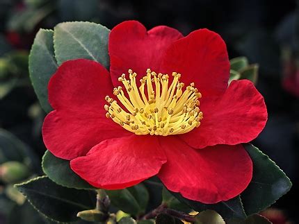 Slightly fragrant, the blooms are produced over a fairly long period in early season, in such profusion that this splendid camellia. Camellia sasanqua 'Yuletide'-Single Brilliant Fiery Red ...