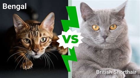 Bengal Cat Vs British Shorthair Cat Key Differences Between The