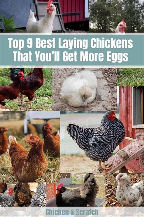 Top Best Laying Chickens That You Ll Get More Eggs Chart Best