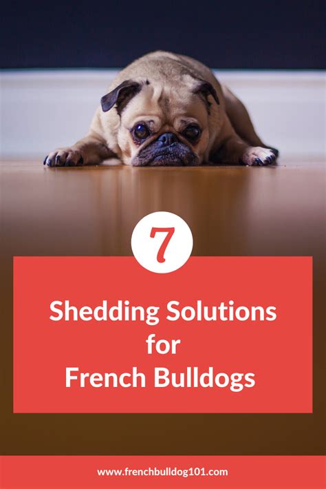 Some bulldogs have little underbite, while others have the condition so excessively that they cannot eat without difficulty. Do French Bulldogs Shed? (Plus 7 Simple Solutions ...