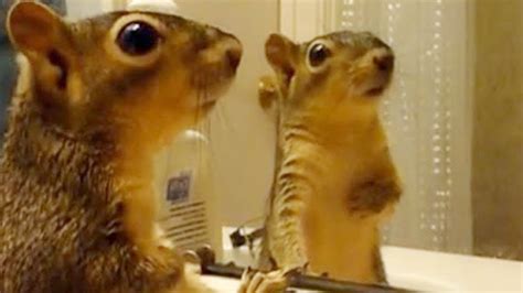 Animals React To Their Reflections Funny Animals Vs Mirrors