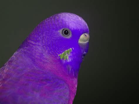 Some Random Old Budgie Pics Talk Budgies Forums Parakeet Colors
