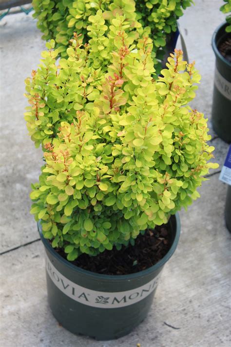 Barberry ‘golden Rocket 2 Gallon Pot Wilsons Garden Center