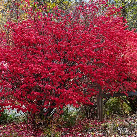 Growing trees that common flowering shrubs for zone 9 picking shrubs that bloom in zone 9 these pictures of this page are about:flowering shade shrubs zone 9. Shrubs for Shade
