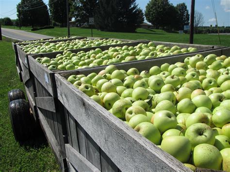 Apple Harvest | Apple harvest, Harvest time, Harvest